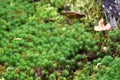 A picture of moss-covered ground.Ã£â¬â¬Ã£â¬â¬Ohara Kyoto